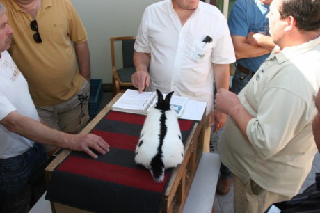diskuze nad králíky v Těšánkách