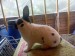IMG-20250523-WA0010
