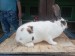 IMG-20250504-WA0034
