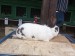 IMG-20250504-WA0043
