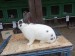 IMG-20250504-WA0054
