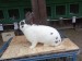 IMG-20250504-WA0059
